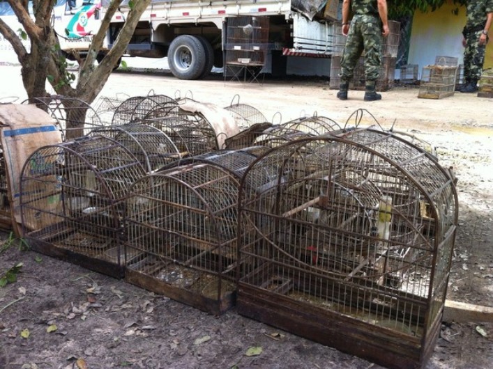 Aves silvestres estavam em gaiolas e seriam vendidas (Foto: PMA)