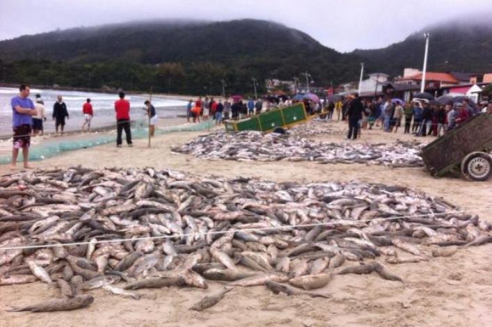Cerca de 12 mil tainhas são capturadas na barra da lagoa, em Florianópolis (Foto: Sinara Desidério)